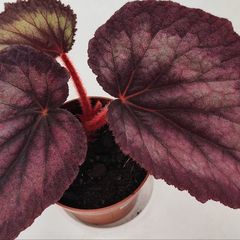 Begonia