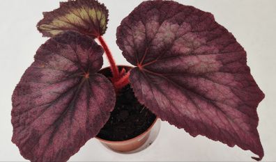 Begonia