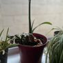 plants Image 4