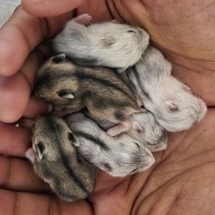 hamsters