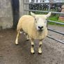 Texel ram Image 2