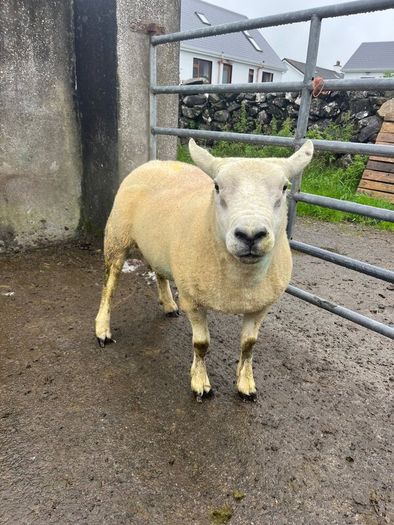 Texel ram