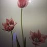 Original Elizabeth A. McEwen RUA - Tulips - Botanical Watercolour Image 5