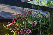 Large Hanging Baskets