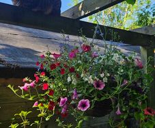 Large Hanging Baskets