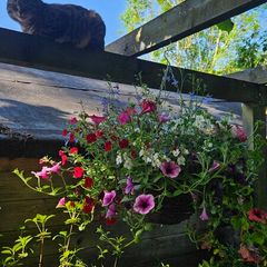 Large Hanging Baskets