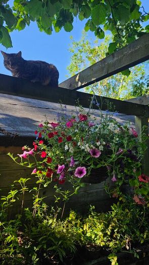 Large Hanging Baskets