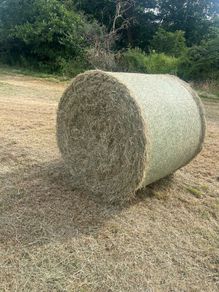 Hay/