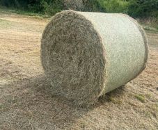 Hay/