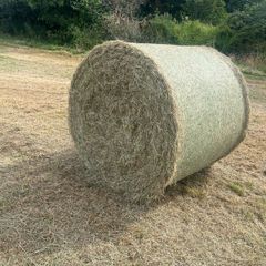 Hay/