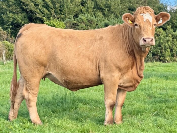 35 In-Calf Heifers for Sale Balla Mart 17 Oct