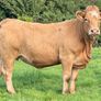 35 In-Calf Heifers for Sale Balla Mart 17 Oct Image 7