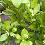 Extra large 130cm high x 75cm diameter very established calamondin citrus tree in weathered terracotta pot Image 4