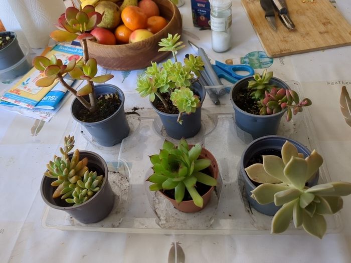 succulent