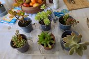 succulent