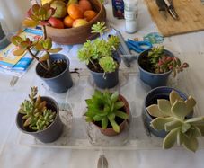 succulent
