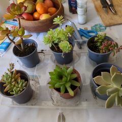 succulent