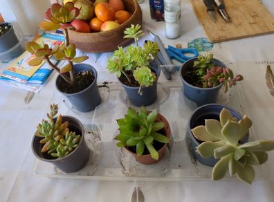 succulent