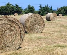 Hay bales for sale