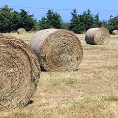 Hay bales for sale