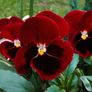 (P) Pansy seeds Clear Crystals Wine 0.3g Image 2