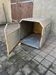 dog