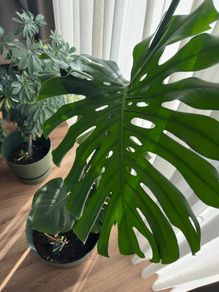 Monstera Deliciosa