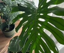 Monstera Deliciosa