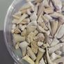 SHark teeth fossils etc. Image 2