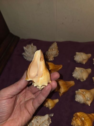 Sea Shell Collection