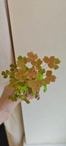 Oxalis sunset velvet