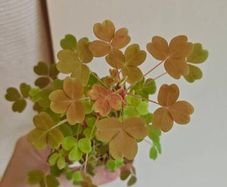 Oxalis sunset velvet