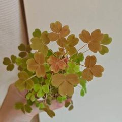 Oxalis sunset velvet