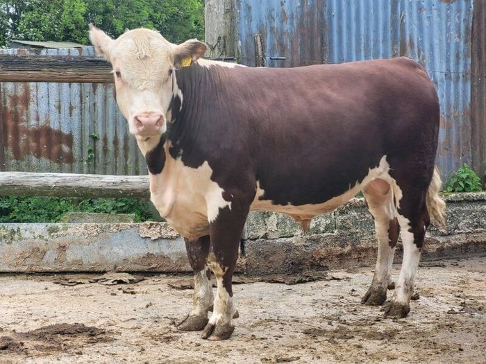 Hereford bulls