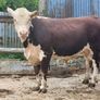 Hereford bulls Image 7