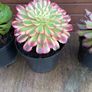 various rare variegated aeoniums Image 3