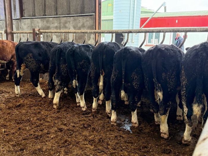 8 super white head bullocks