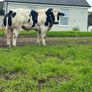 Online Belgian blue sale Image 10