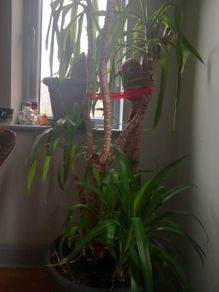 real big yuka plus pot