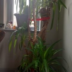 real big yuka plus pot