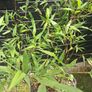 Black stem bamboo Image 3