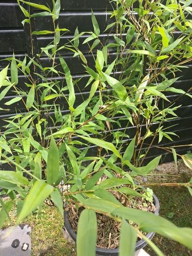 Black stem bamboo