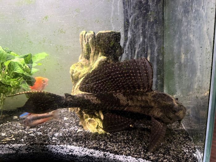 Sucker Fish