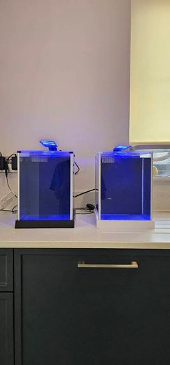 Fluval spec (White)