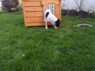 Heavy duty dog kennels all sizes Image 9