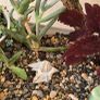 indoor plant Image 5