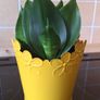 Small Sansevieria Hahnii in Yellow Pot Image 3