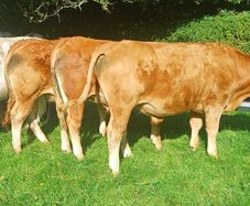 Organic Cattle