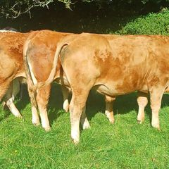 Organic Cattle
