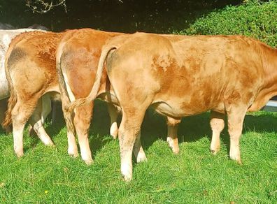 Organic Cattle